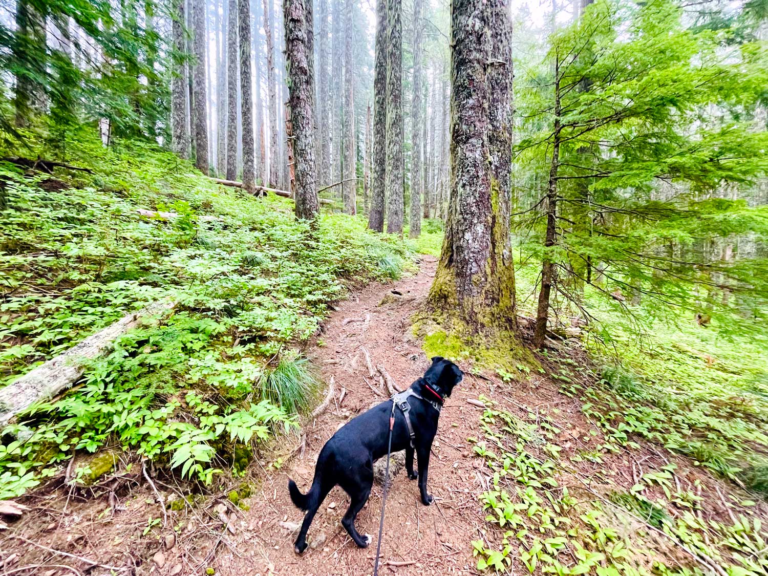 A black dog on a trail with large trees with moss and lichen on the bark and mist through the trees