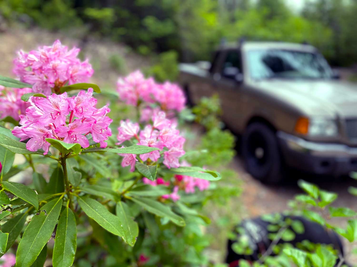 Bright pink rhododendron flowers and foliage in focus in the foreground with a tan pickup truck and more foliage blurry in the background