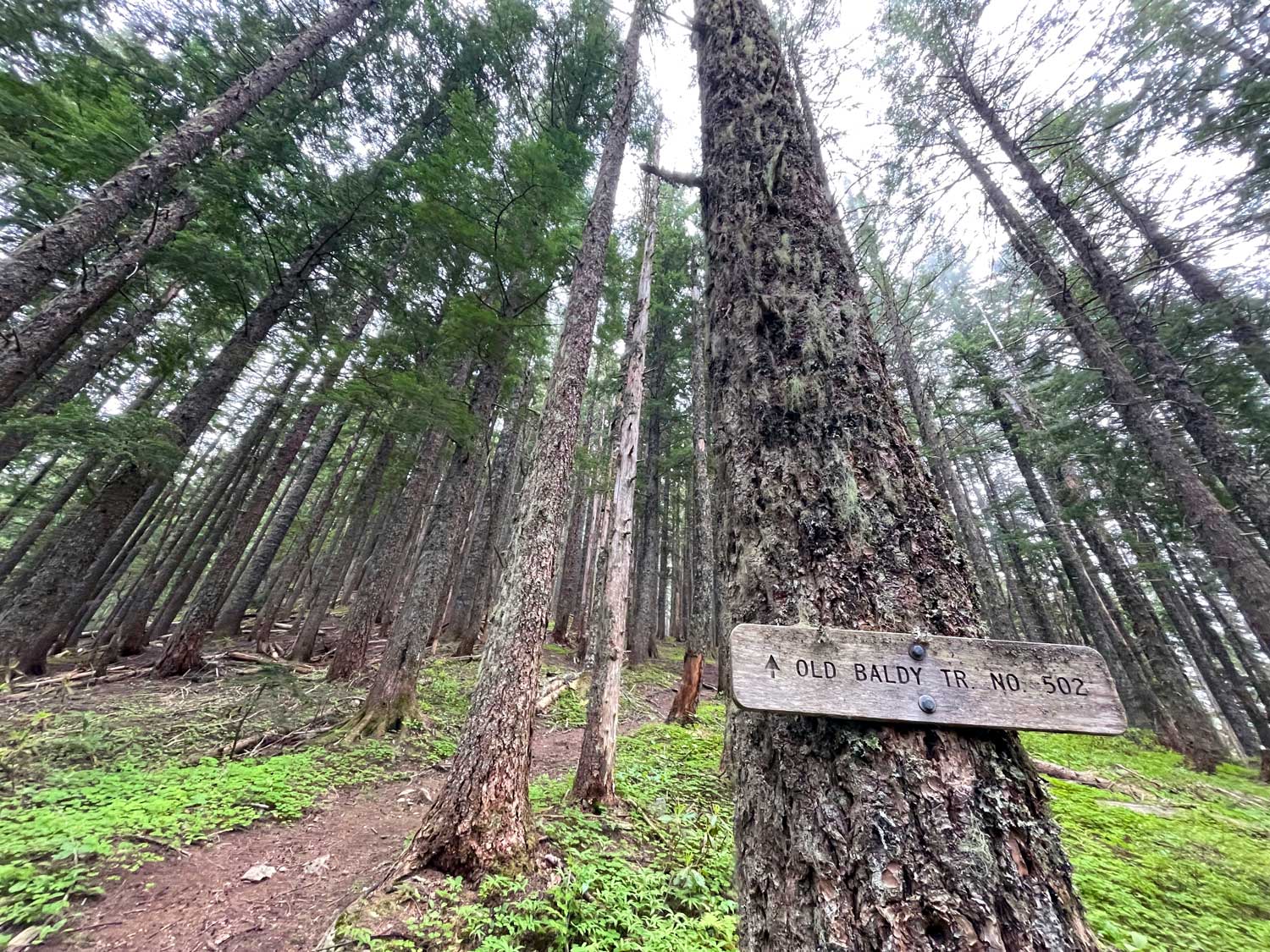 A sign on a tree near a trail lined by conifer trees; the sign reads Old Baldy TR No. 502