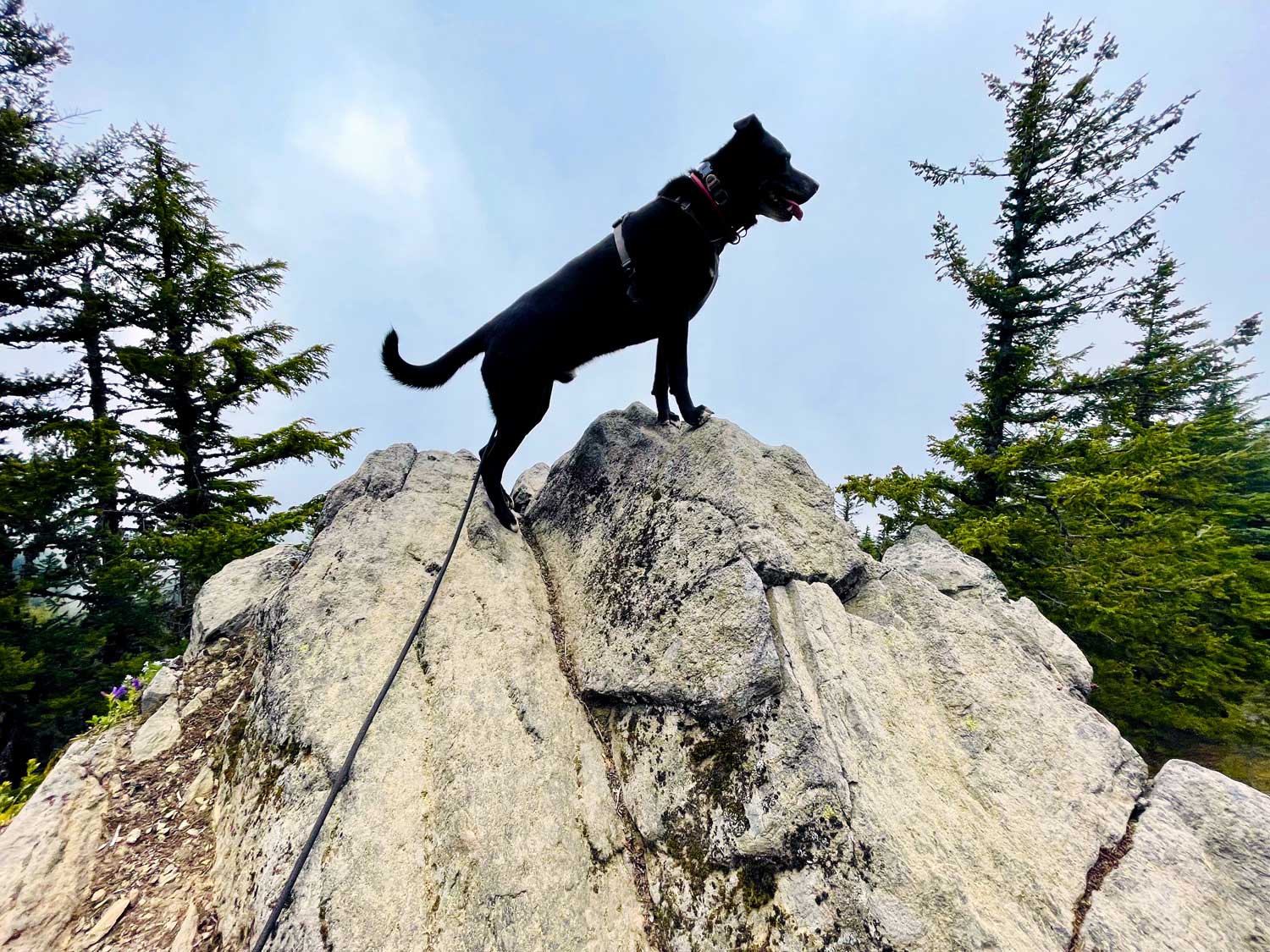 A black dog standing on large boulders silhouetted against a cloudy sky