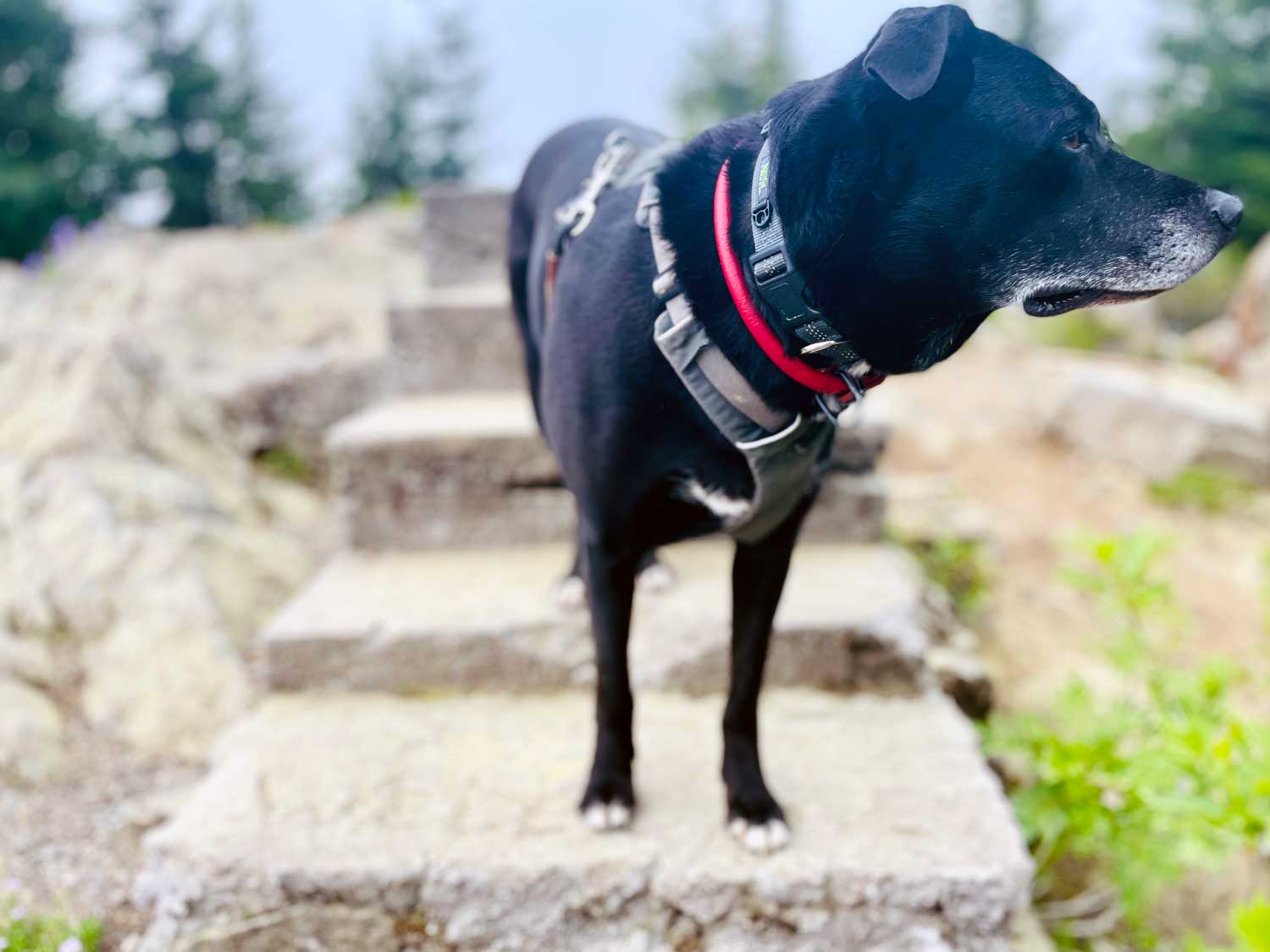 A black dog on with grey and red collars stands on concrete steps with trees out of focus in the background