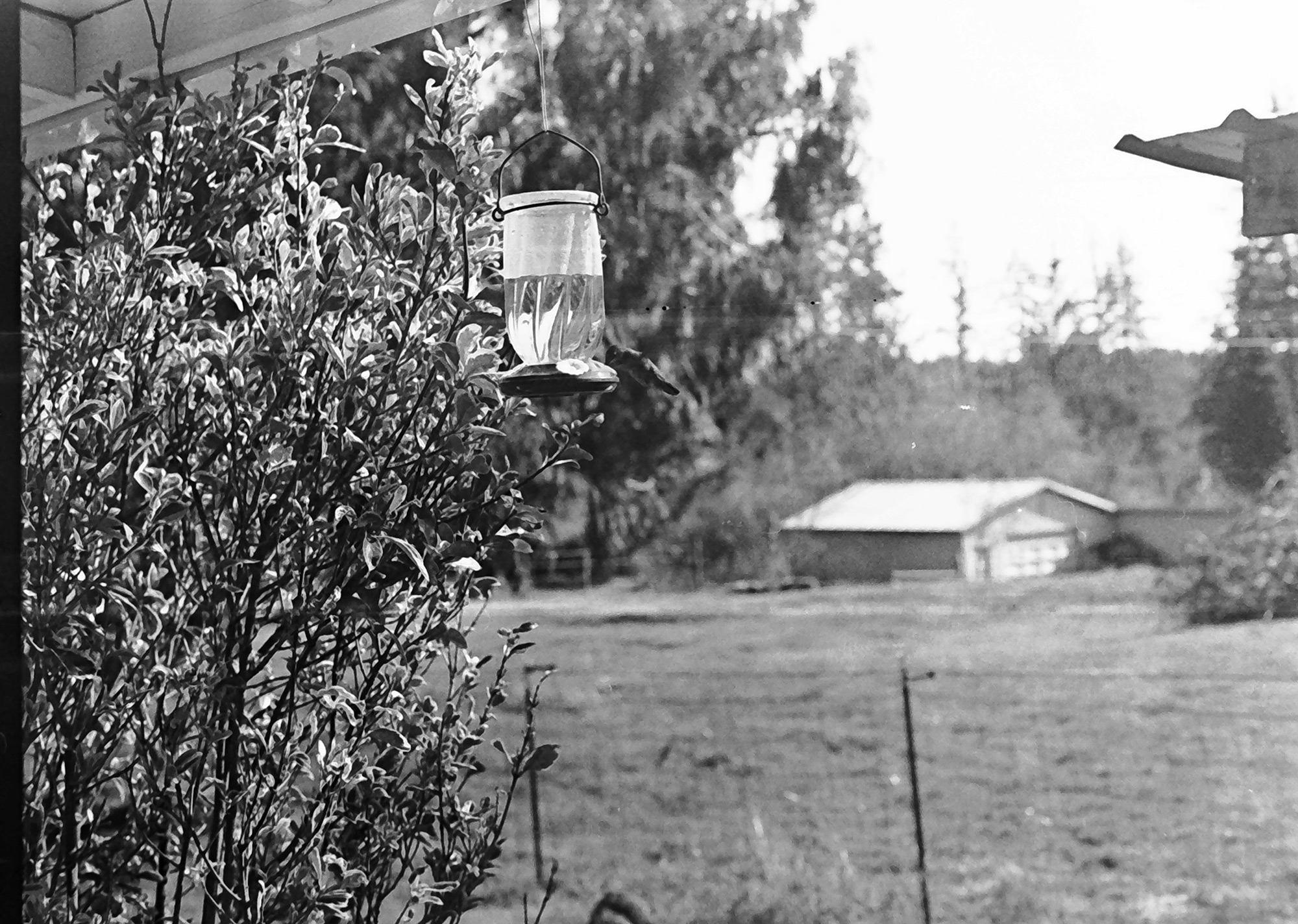 A hummingbird visiting a feeder