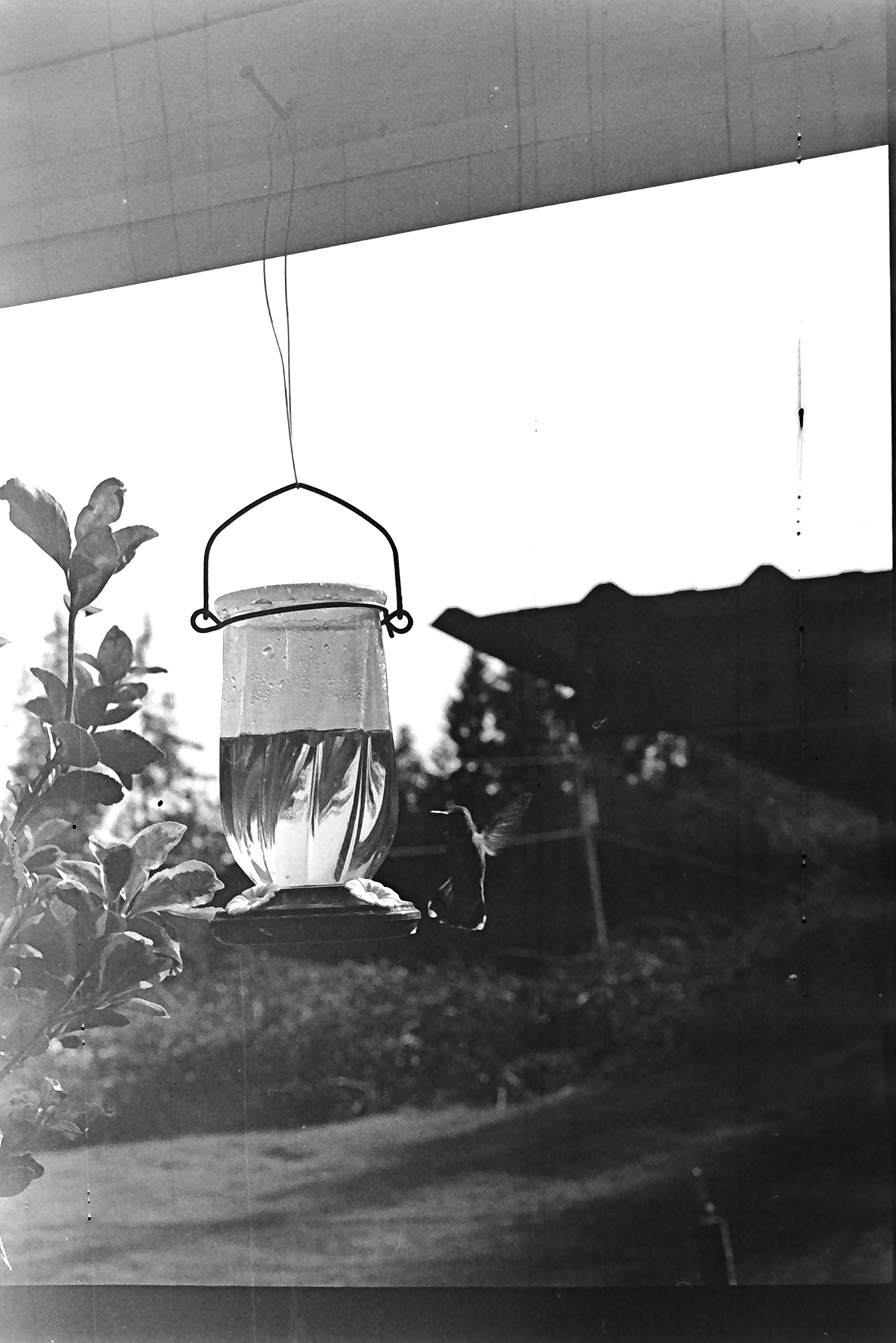A hummingbird hovering near a feeder