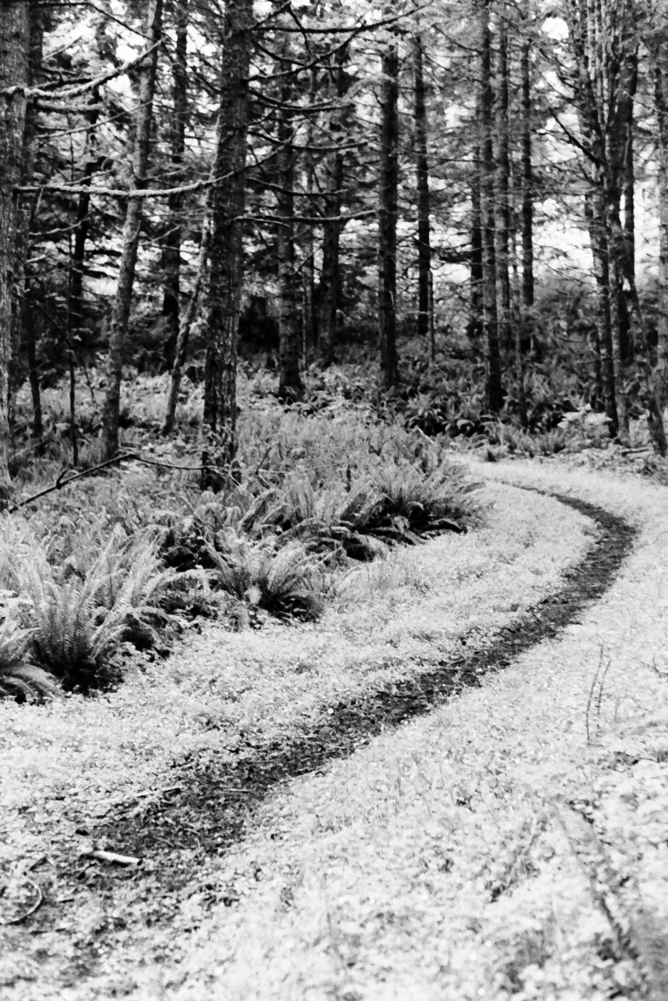A forest path winds its way through fir trees