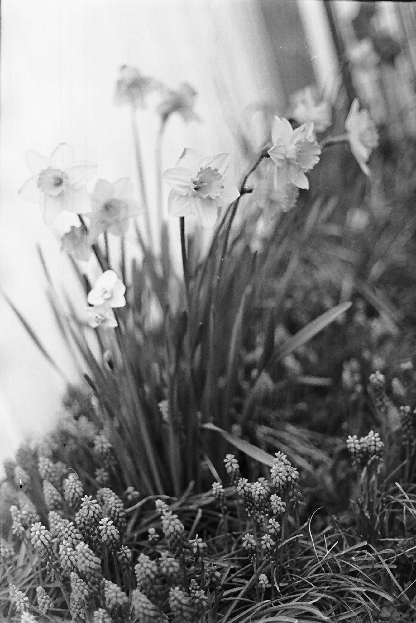 Daffodils and other flowers