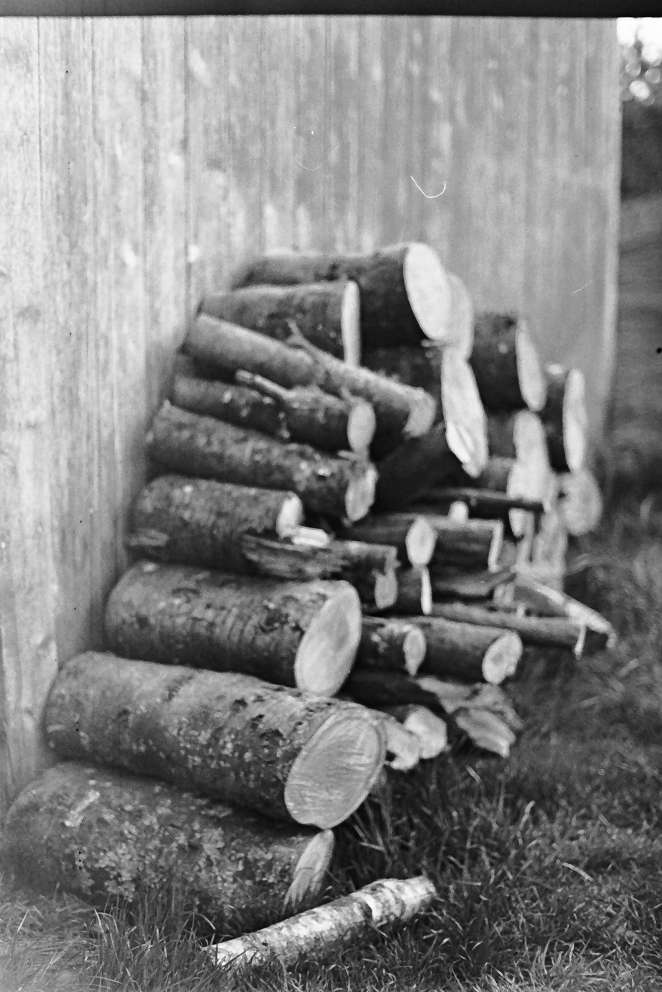 A stack of logs against a shed