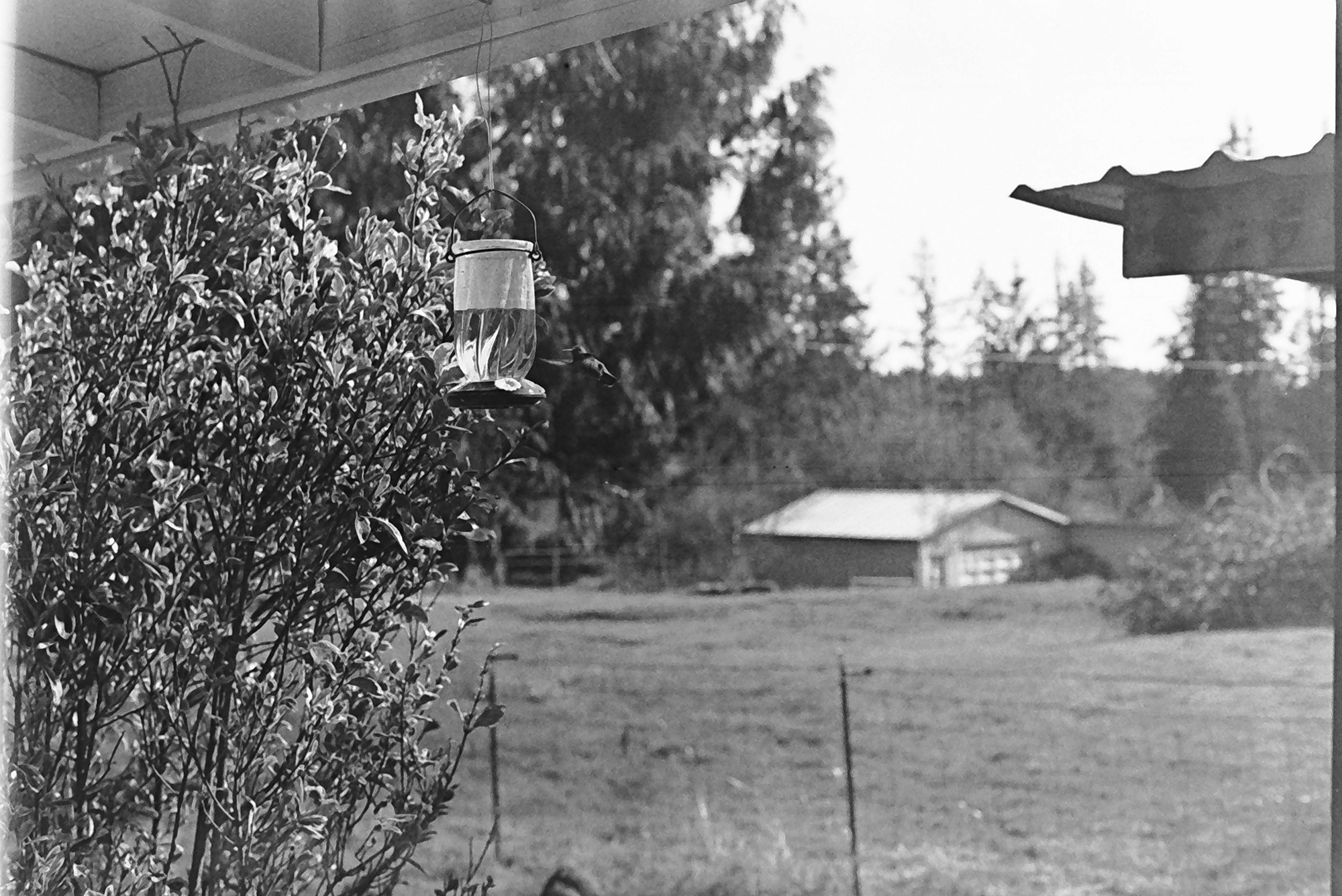 A hummingbird feeder being visited by a hummingbird with a shrub to the left