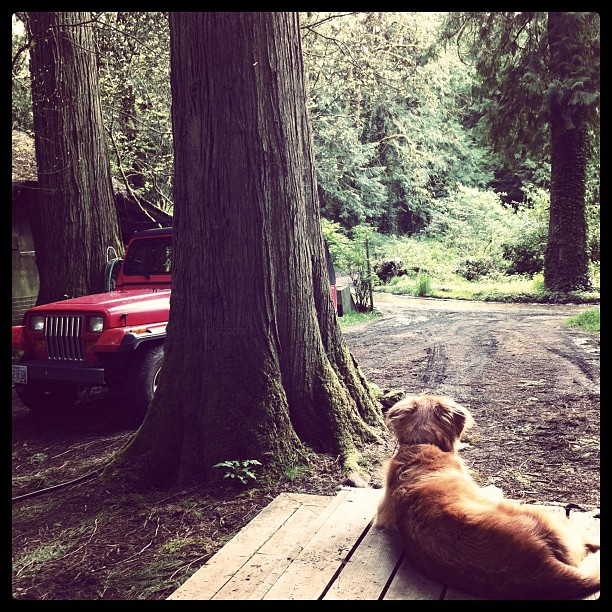 A red jeep with square headlights with a large tree and a deck with a golden retriever laying