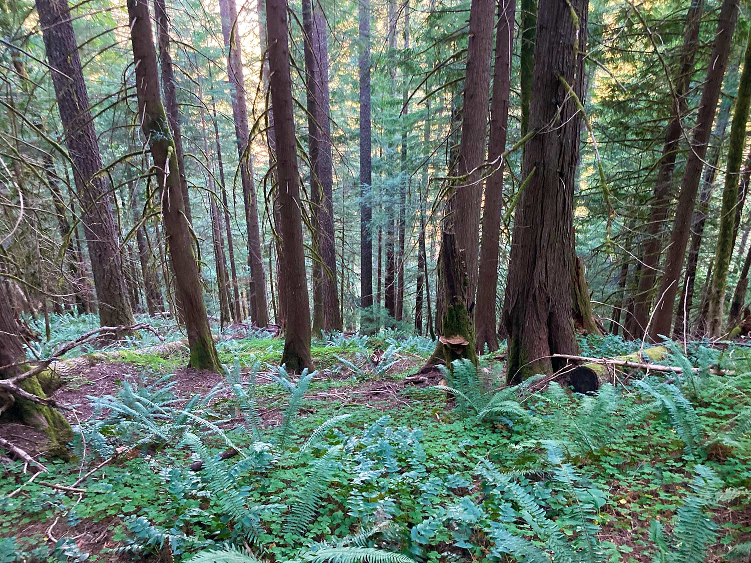 Green conifer trees of hemlock, cedar, and douglas fir on a hillside, with green ferns and oxalis in the foreground