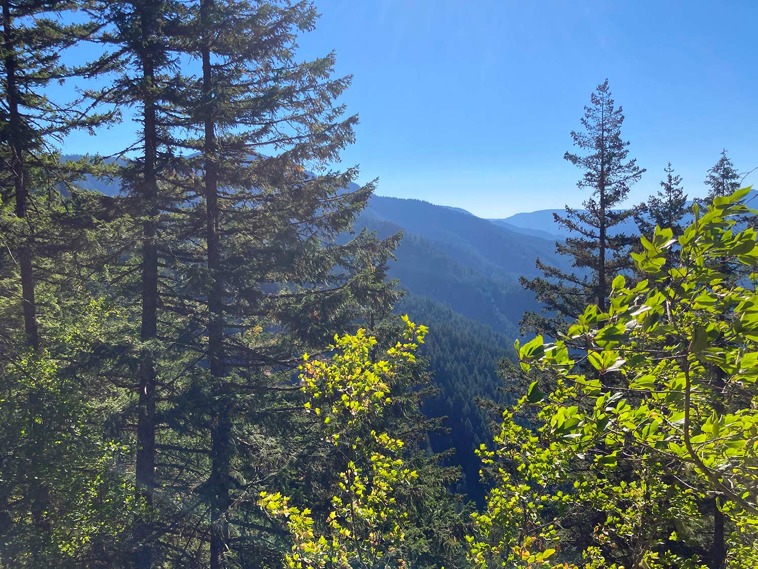 An overlook at the top of the route, with bright green shrubs in the foreground, dark green conifers in the distance, and blue, tree-covered hills on the horizon