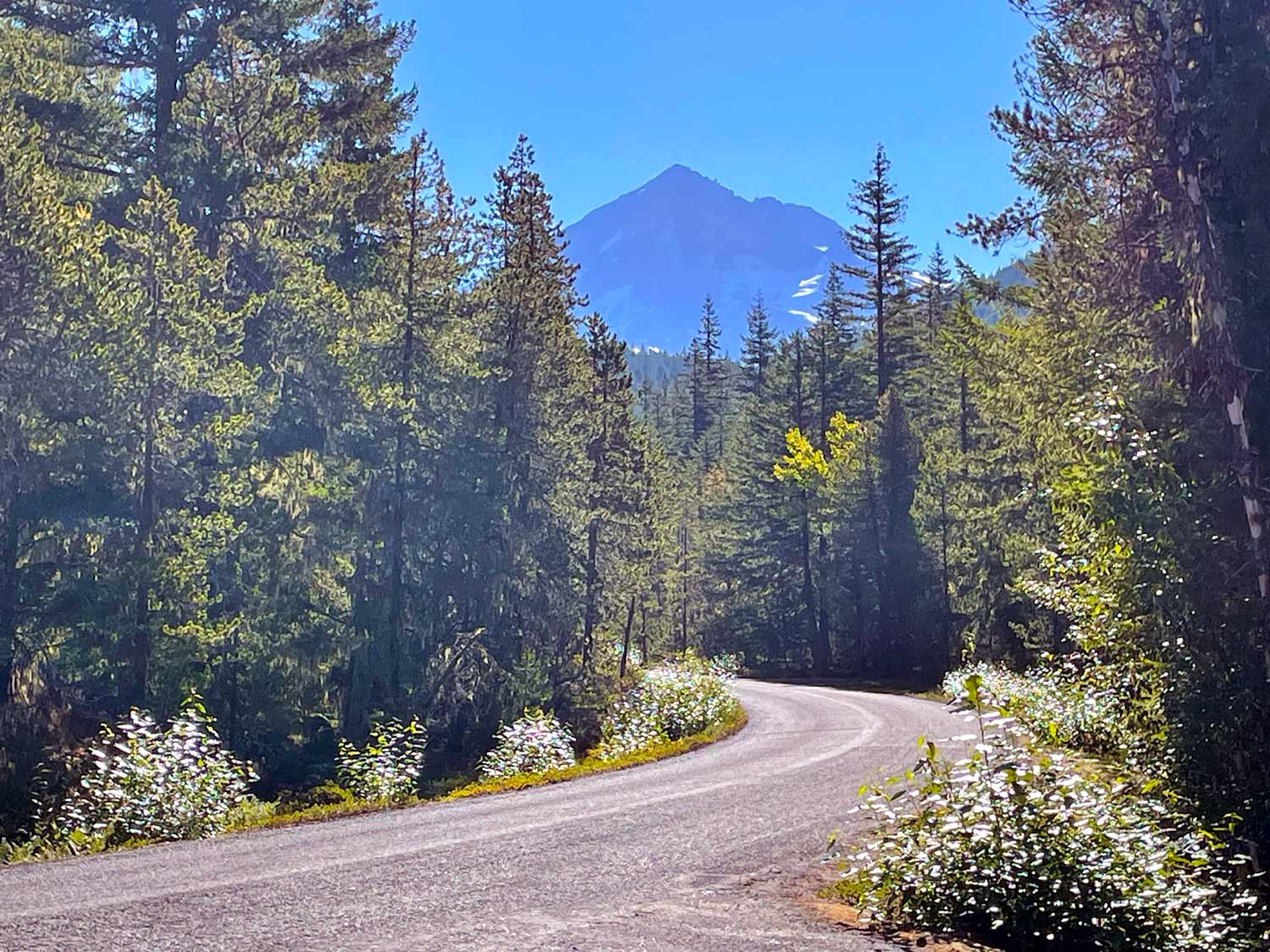 A road through the forest with the blue profile of Mount Hood rising in the background