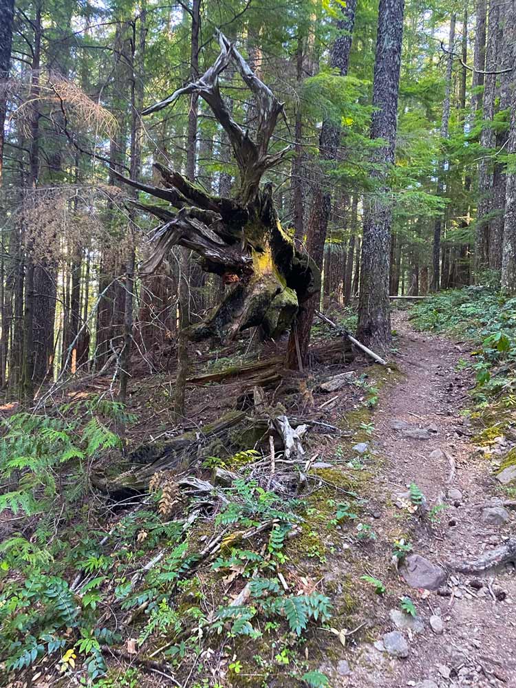 A snarled, downed tree with aged roots suspended near a trail, with a blanket of trees in the background