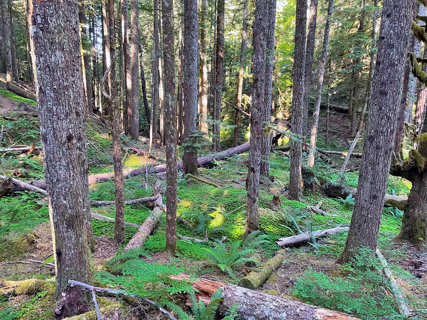Multiple trees along the trail with ferns and other bright green ground cover and downed wood along a trail