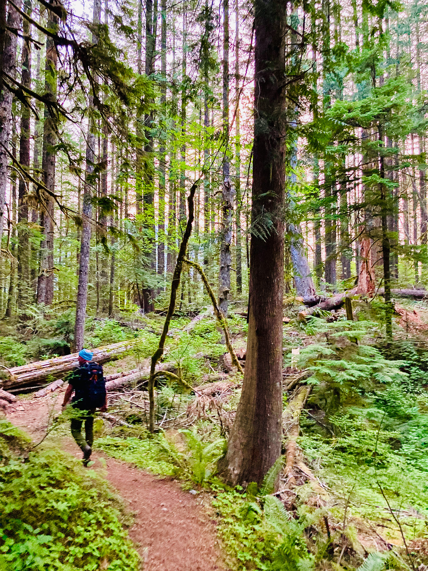 Search and rescue volunteer walking among trees