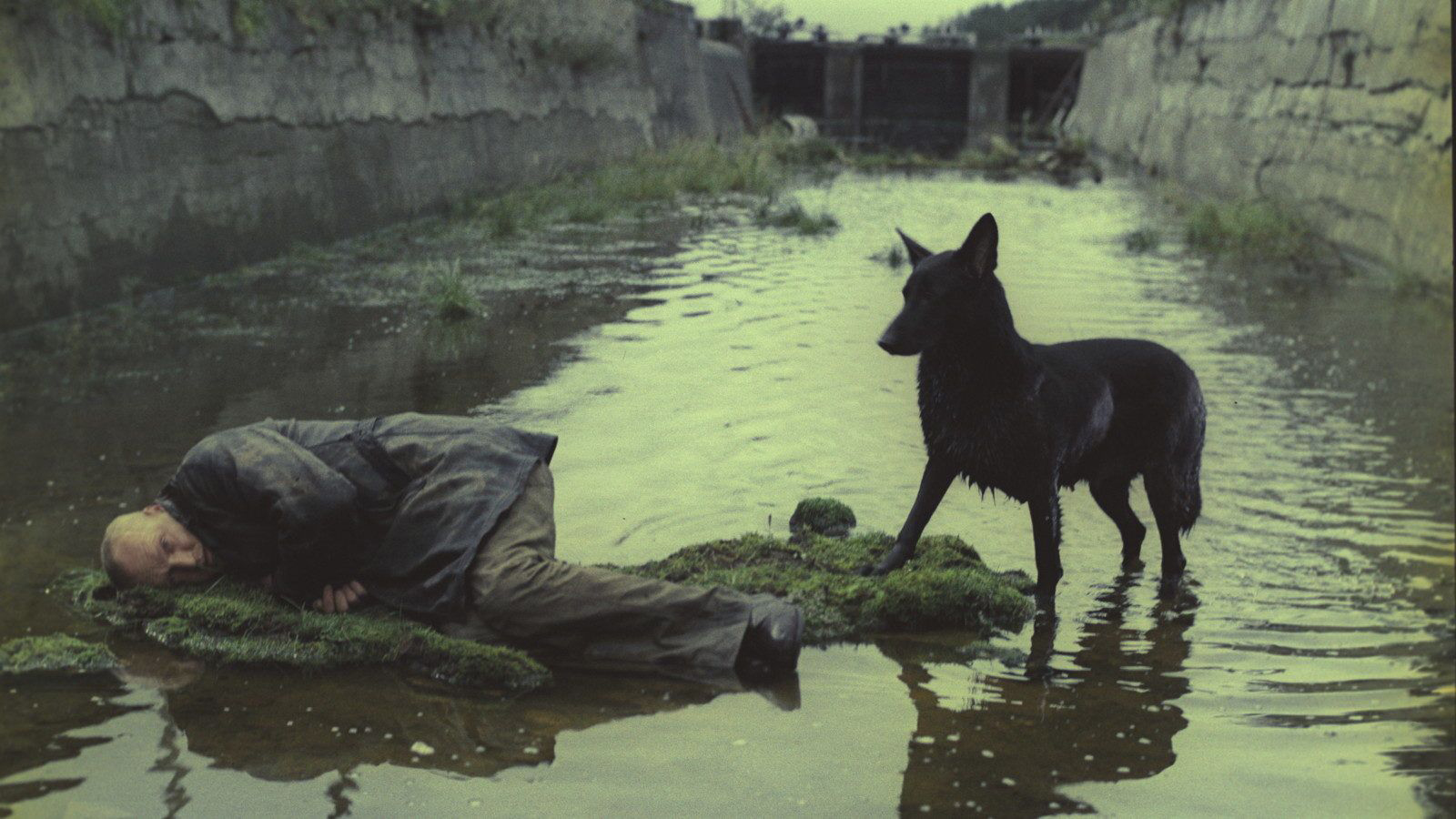 the stalker and a dog lying on a small patch of dirt in the middle of a wetland