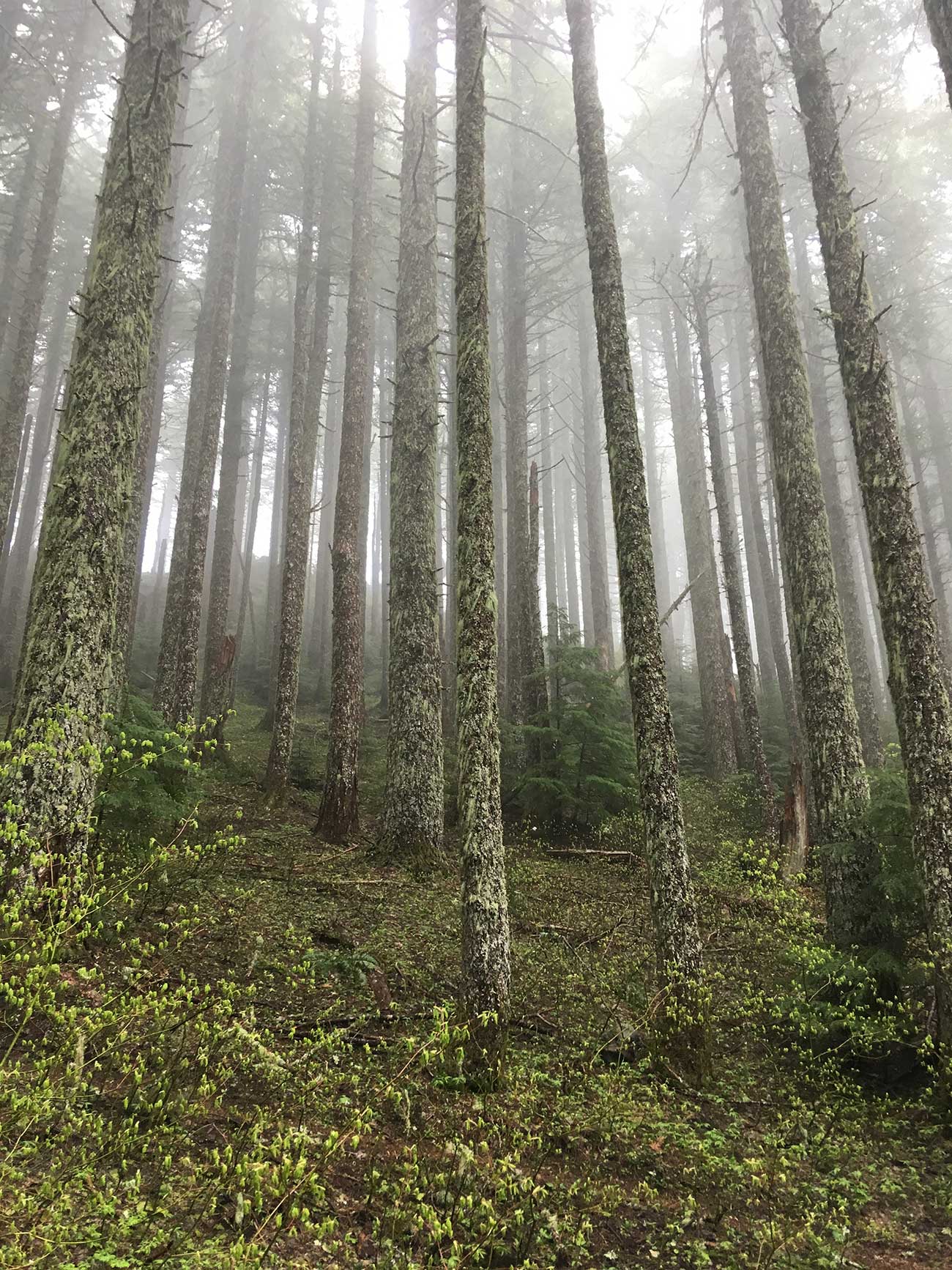 Trees ascending to the sky, wrapped in fog, with shrubs and moss surrounding