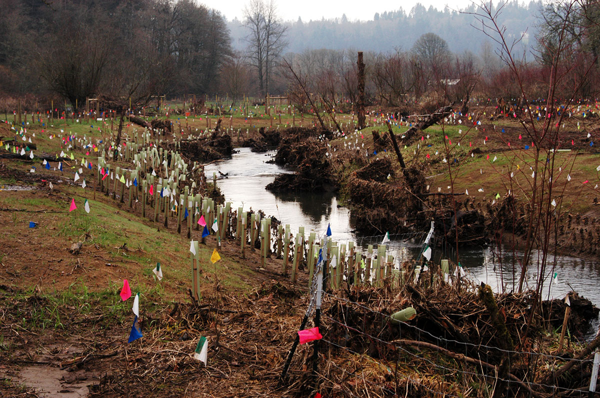 Newly planted plants, several in protective tubes, along a stream, with flags for intended plant locations and fencing in the foreground